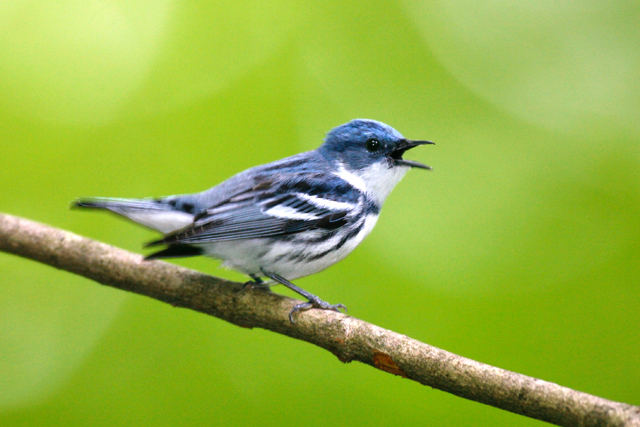 Cerulean Warbler – A species of concern found on Kate's Mountain Conservation Land Acreage Property